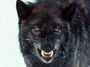 Stockman: The Budget Wolf Is at the Door